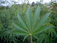 Cannabis, plant, antidouleur, photo Bogdan